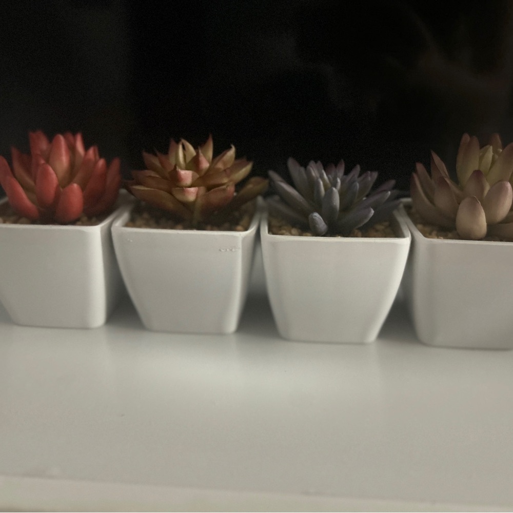 Set of Four Multicolor Succulent Planters